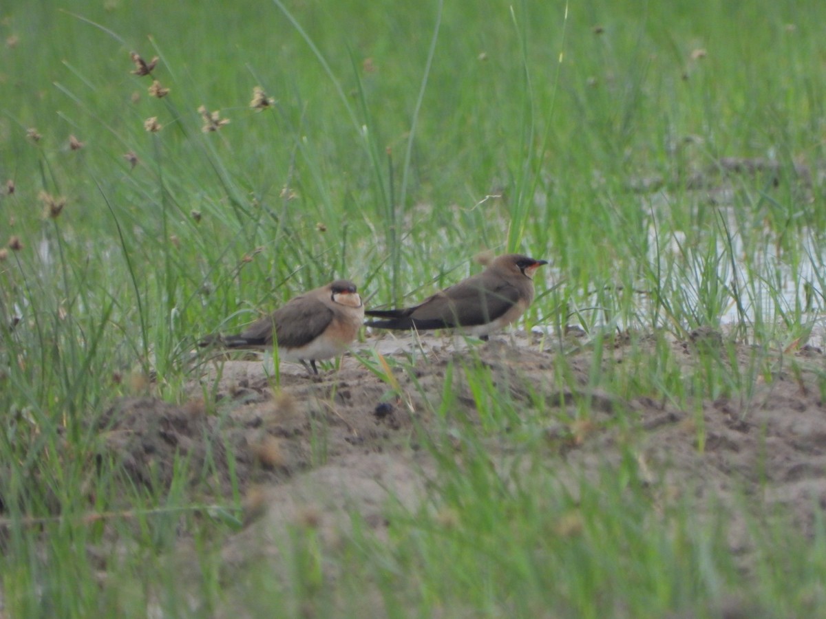 Oriental Pratincole - ML348200061