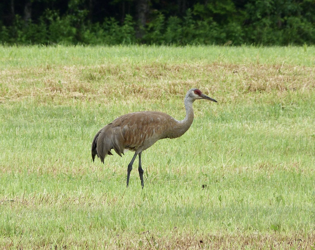 Sandhill Crane - ML348200931