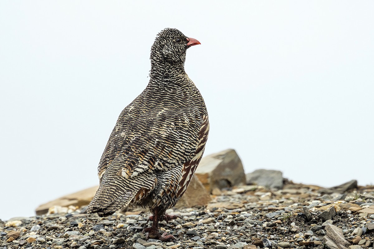 Snow Partridge - ML348201051