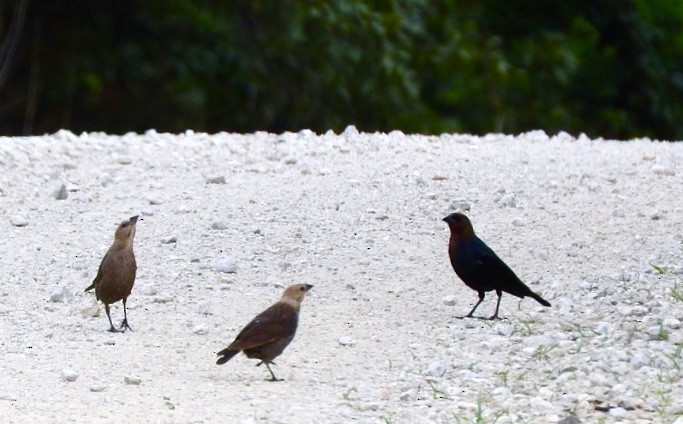 Brown-headed Cowbird - ML348202581