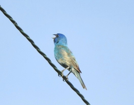 Indigo Bunting - ML348203051