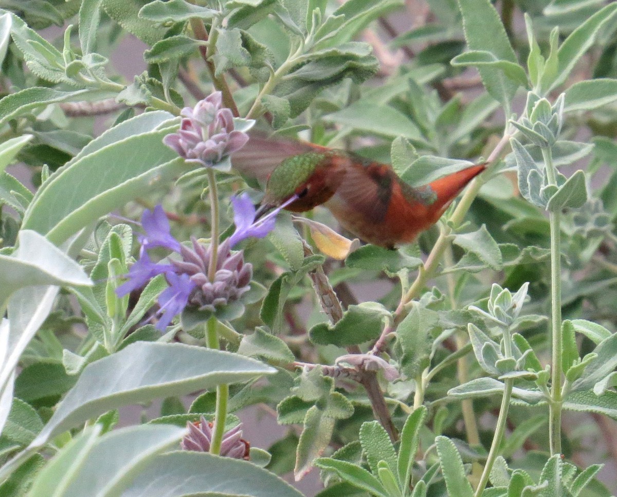 Allen's Hummingbird - ML348205031