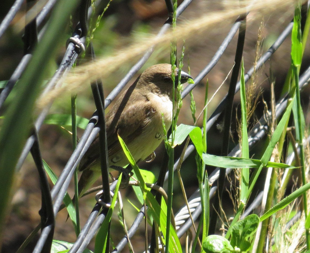 Scaly-breasted Munia - ML348205261