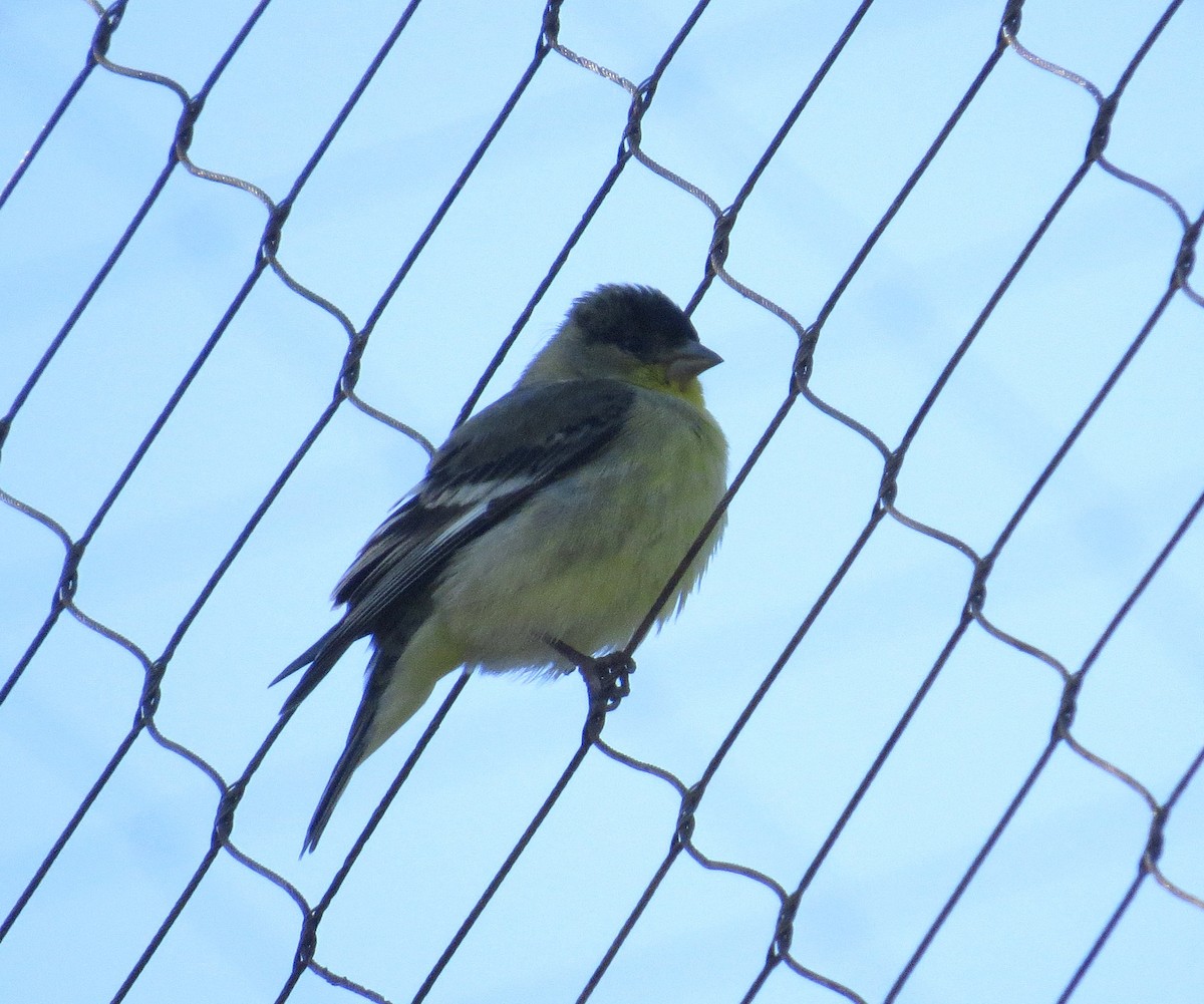 Lesser Goldfinch - ML348205321