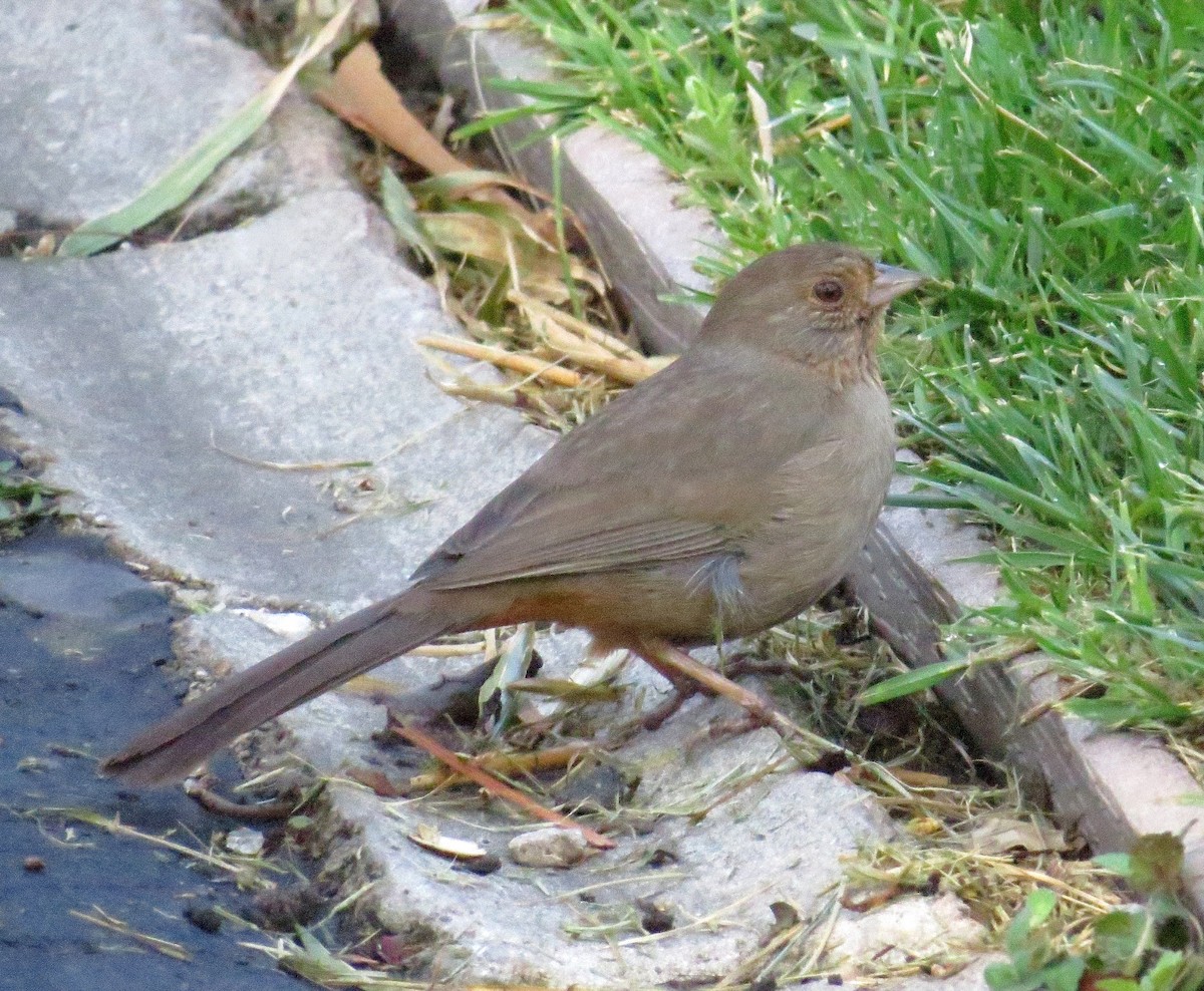 California Towhee - ML348205361