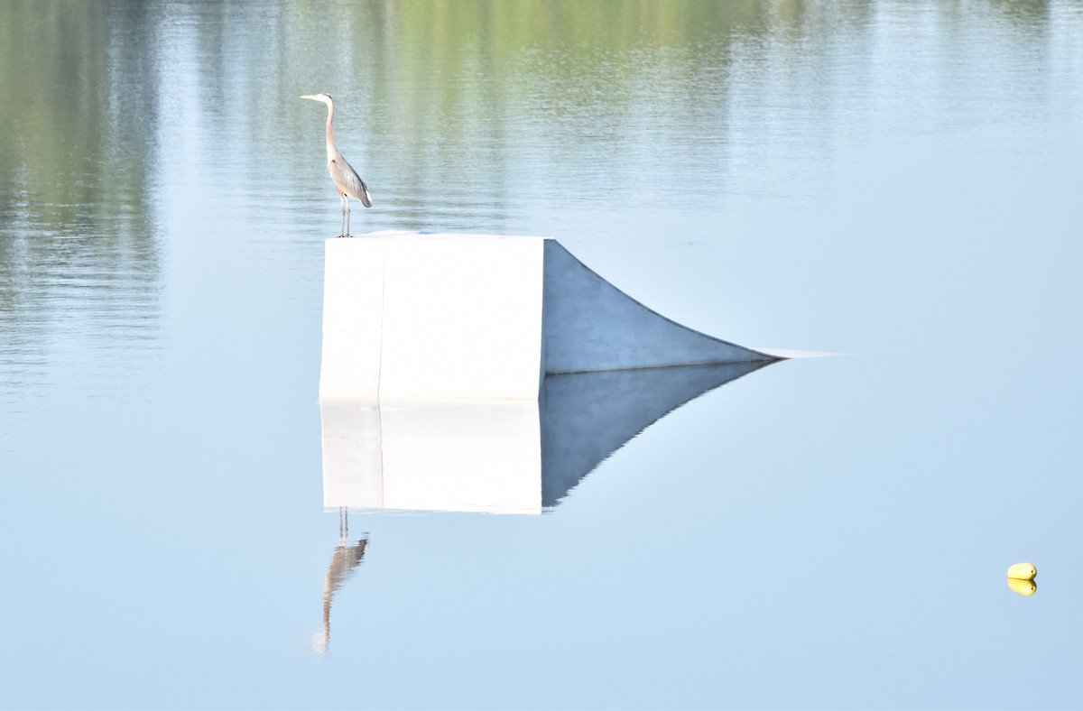 Great Blue Heron - ML348205641