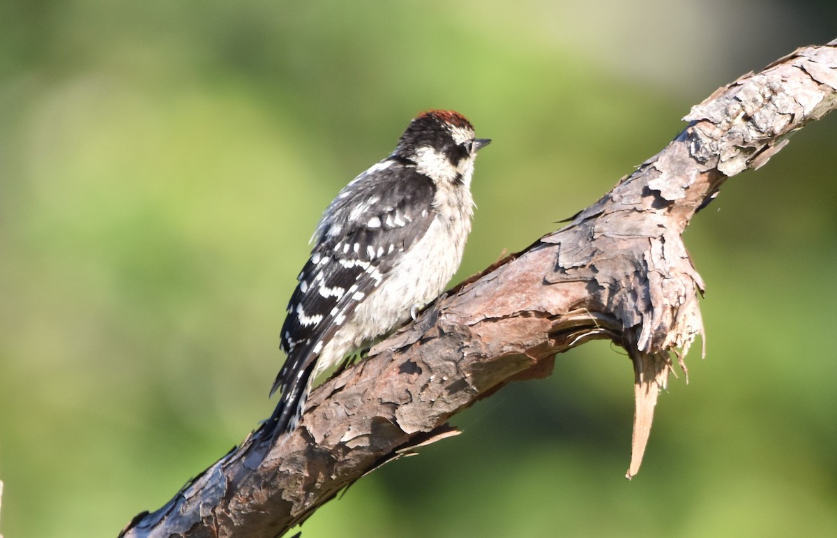 Downy Woodpecker - ML348205671