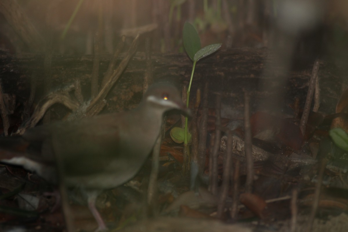 Key West Quail-Dove - ML348206821