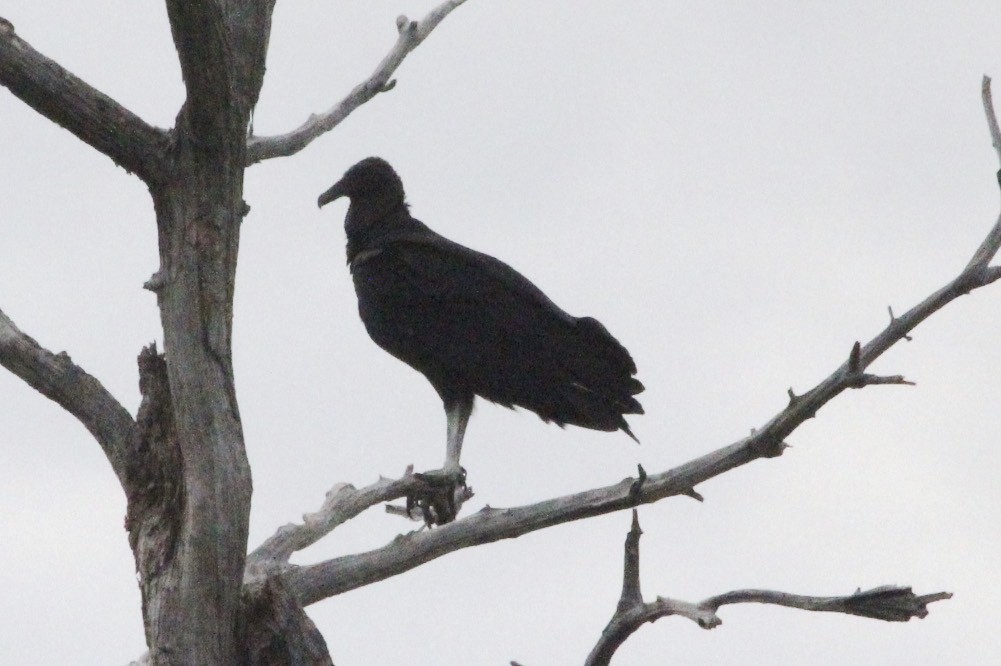 Black Vulture - ML34820801