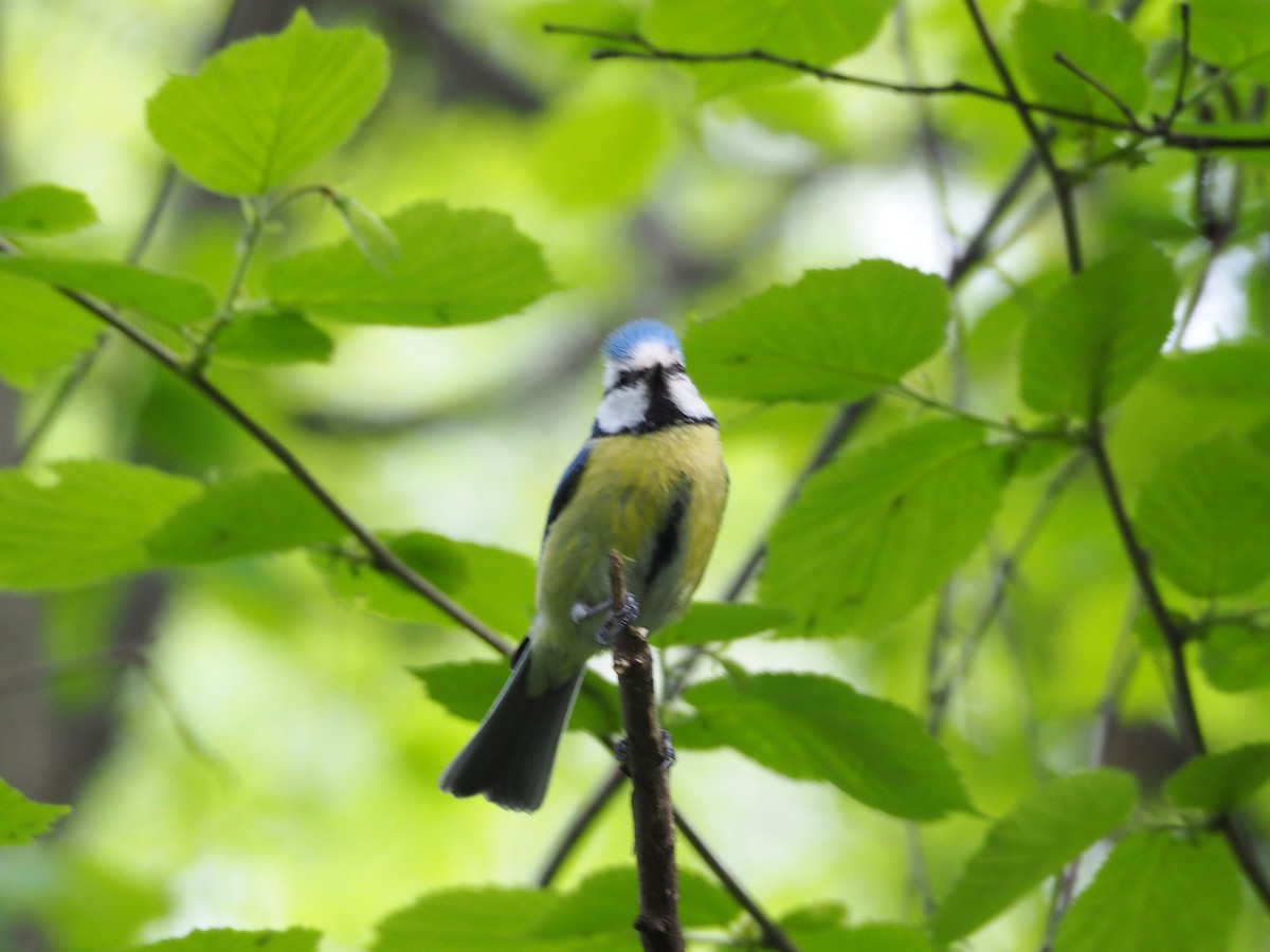 Blaumeise - ML348208021