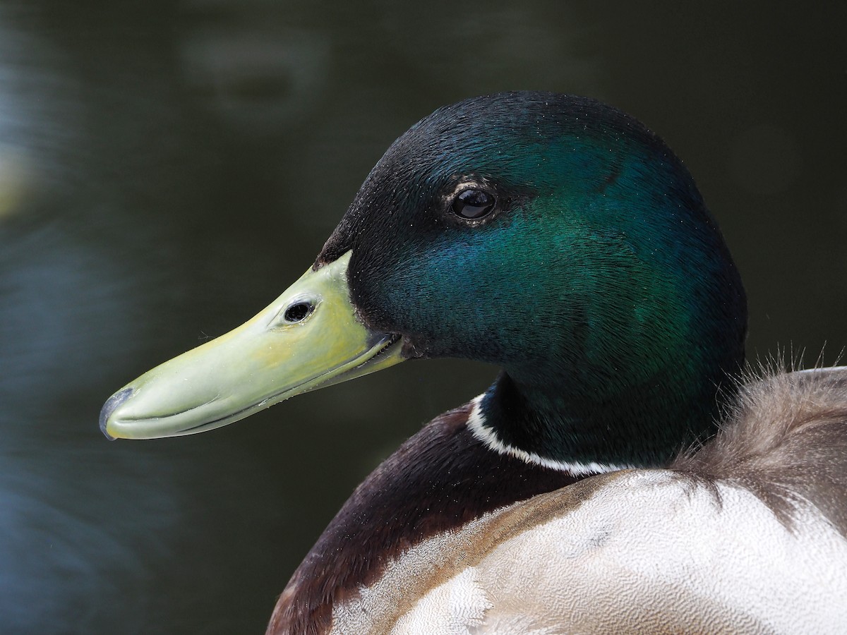 Stockente - ML348208441