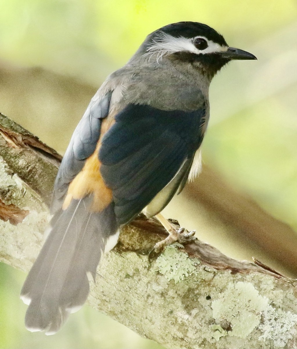 White-eared Sibia - ML348209001