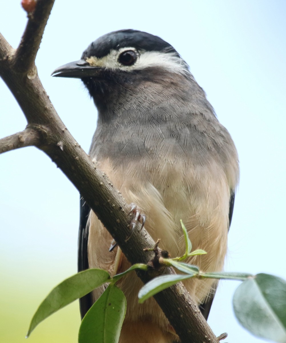 White-eared Sibia - ML348209031