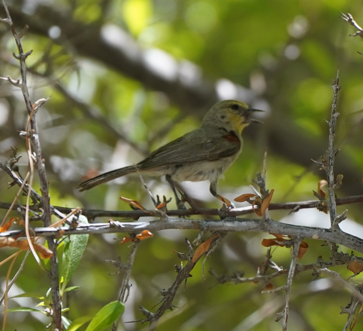 Verdin - Bob Toleno