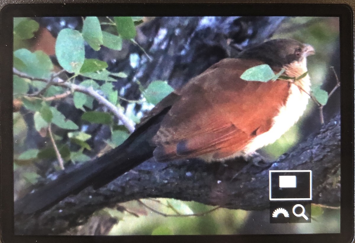 coucal sp. - Alex Wiebe