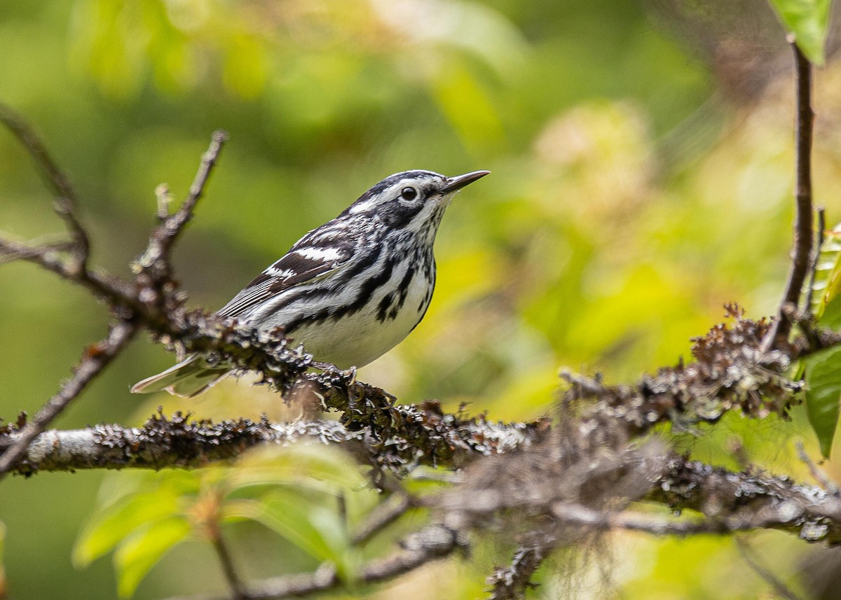 Black-and-white Warbler - ML348211051