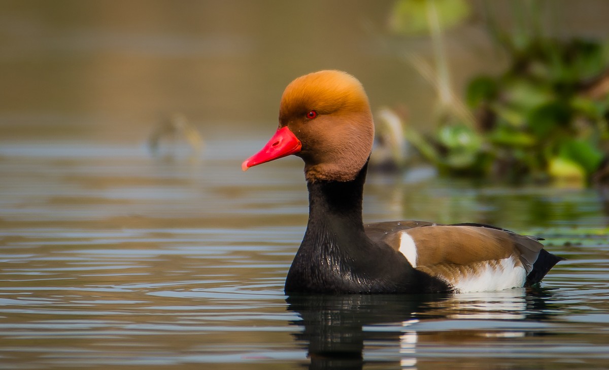 アカハシハジロ - ML348211311