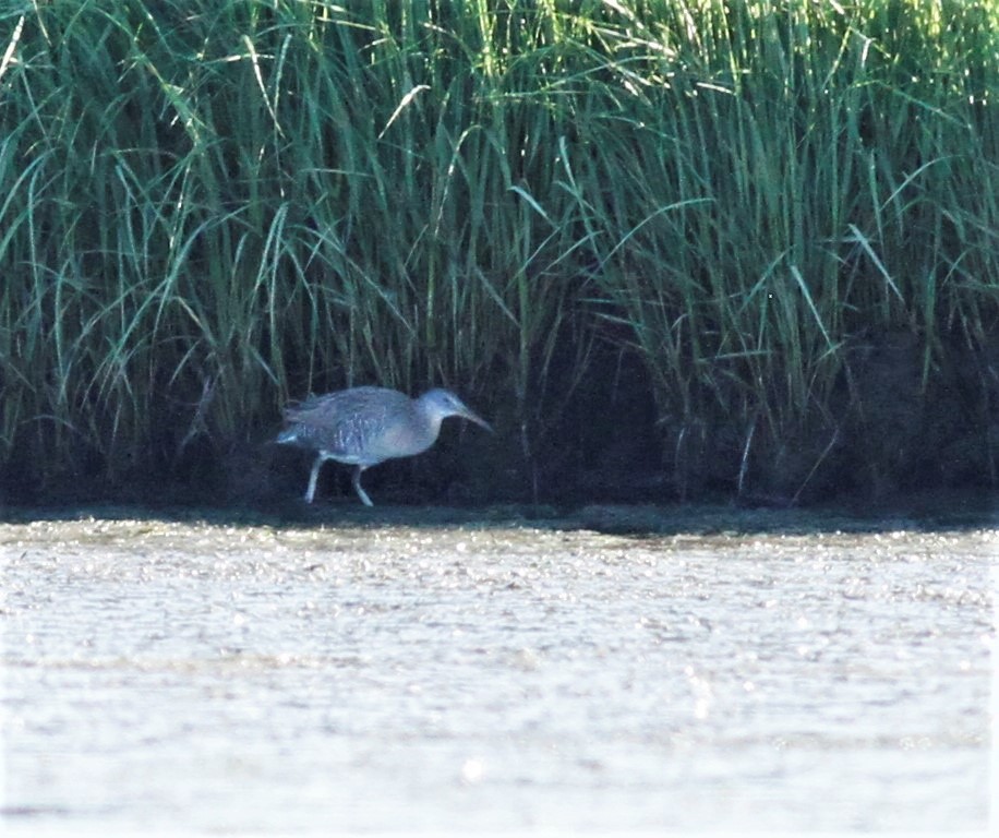 Clapper Rail - James Sherwonit