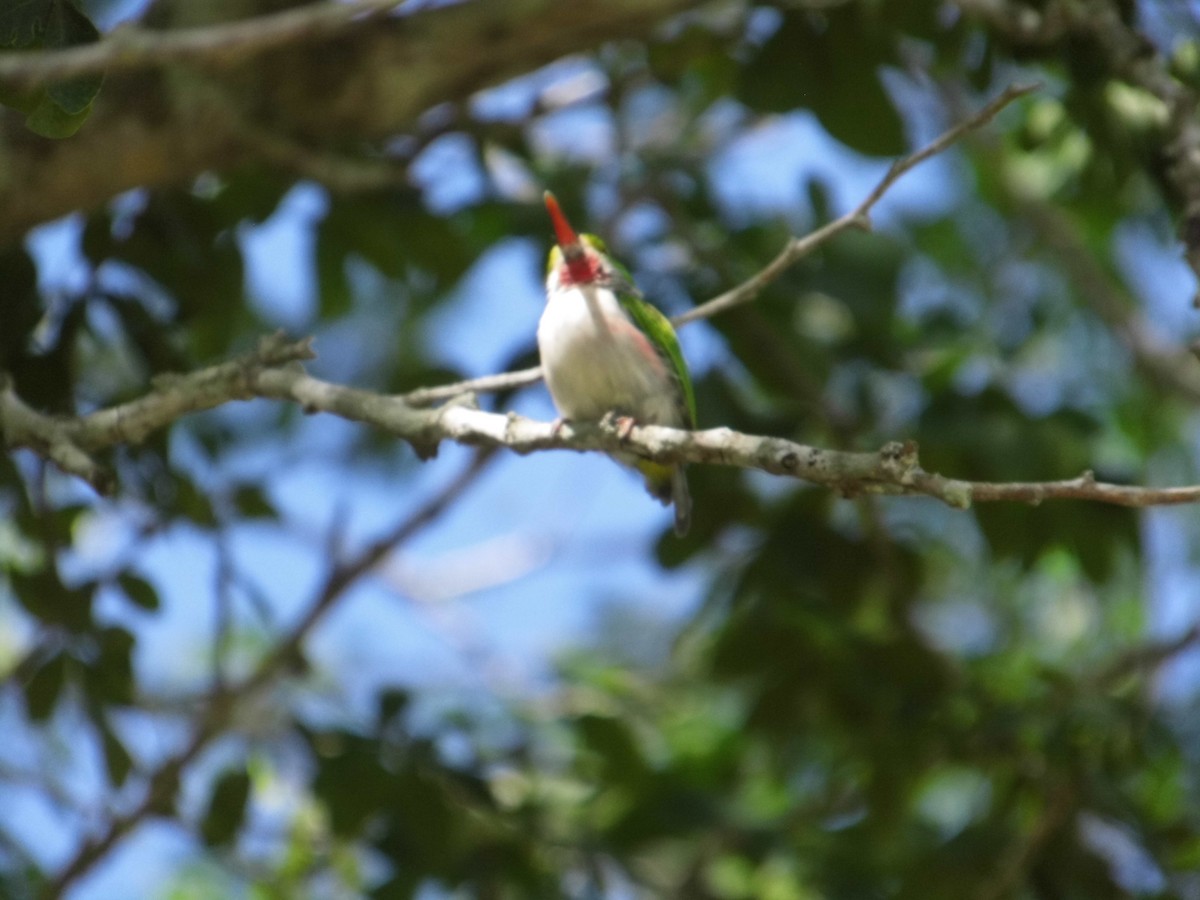 Cuban Tody - ML348212551