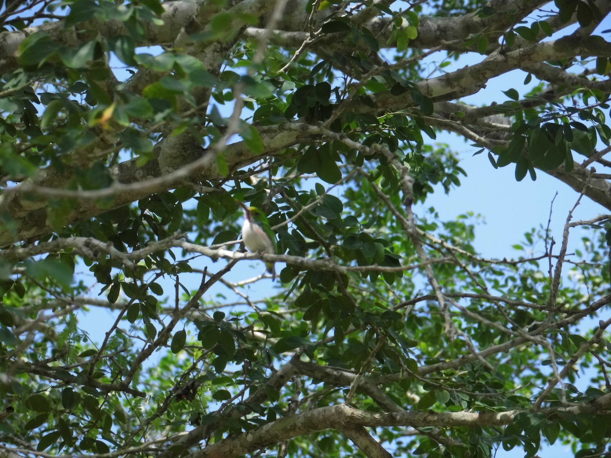 Cuban Tody - Eddy Lopez Rodriguez