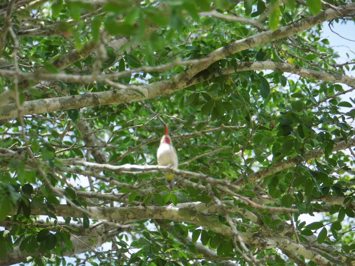 Cuban Tody - ML348212571