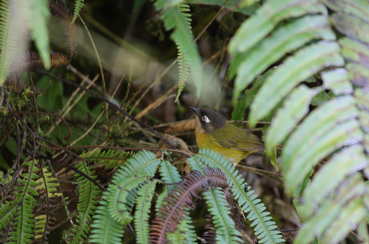 Clorospingo Común (Bolivia sur) - ML348212991