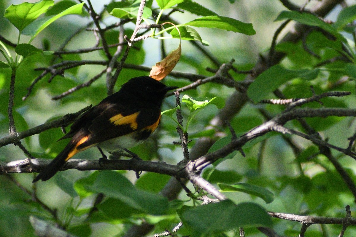 American Redstart - ML348214511