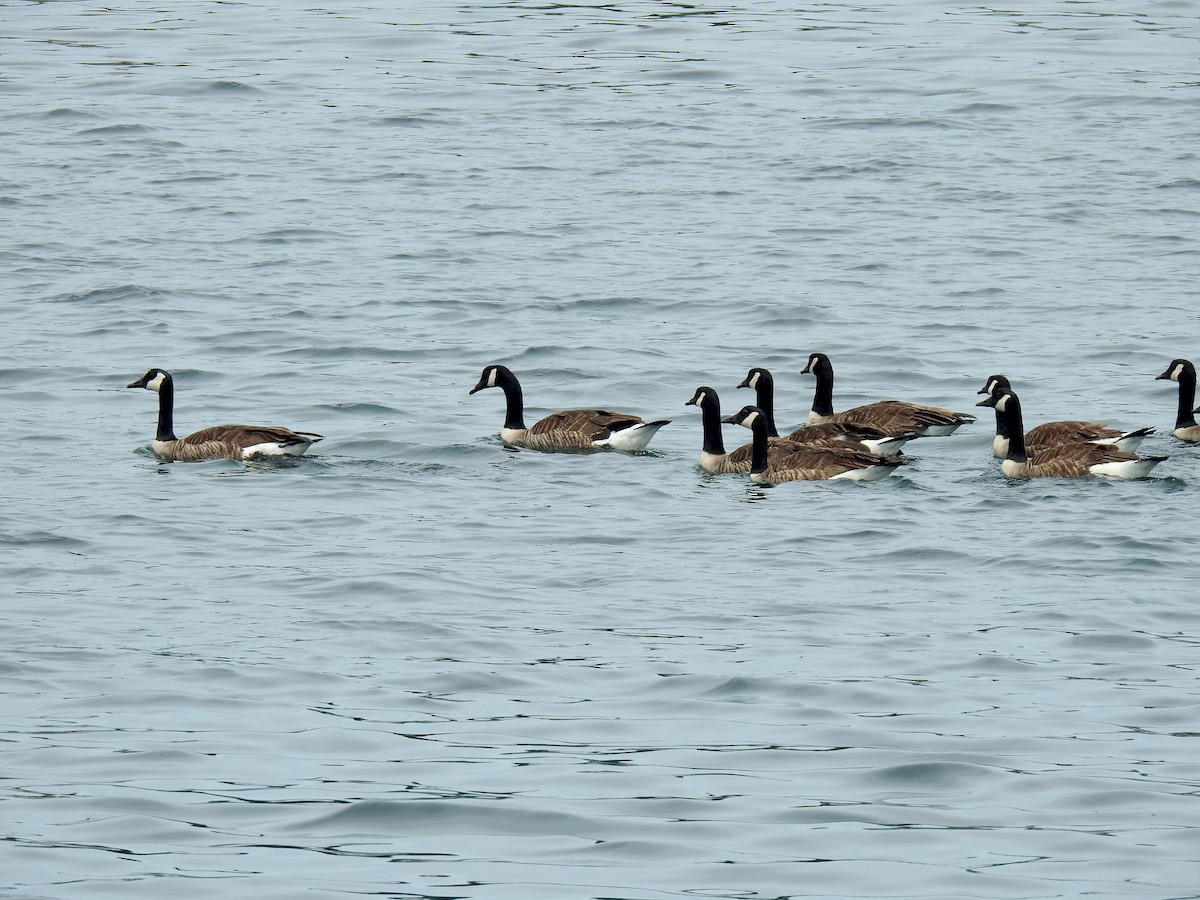 Canada Goose - ML348217091