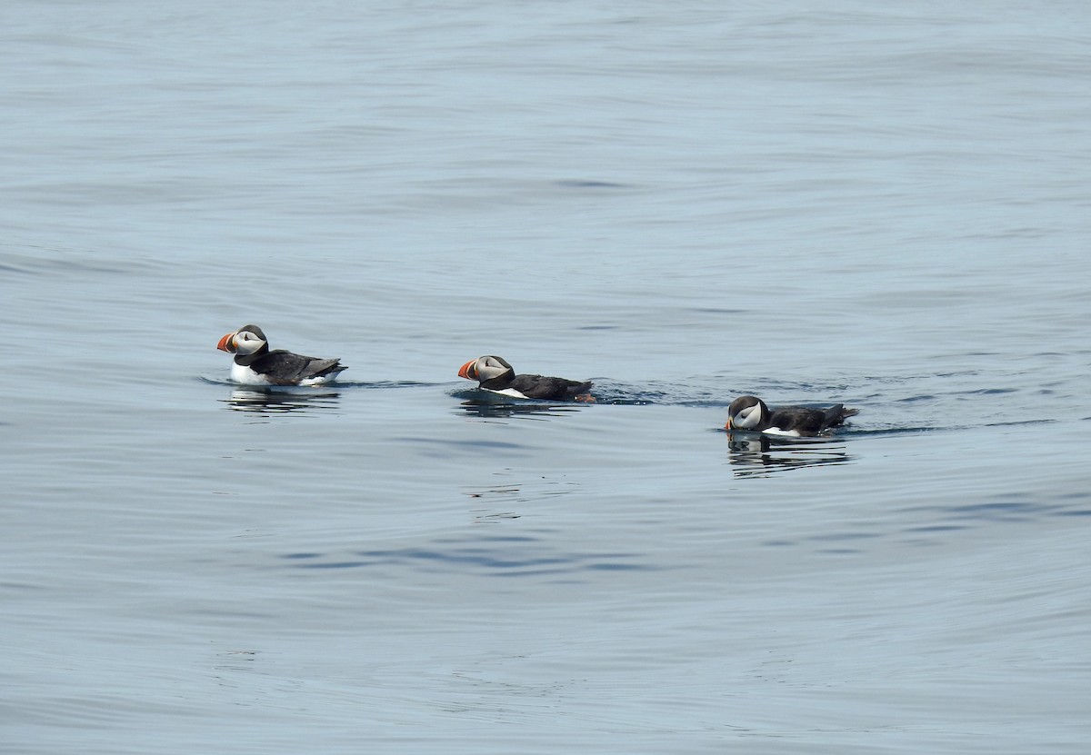 Atlantic Puffin - ML348217271