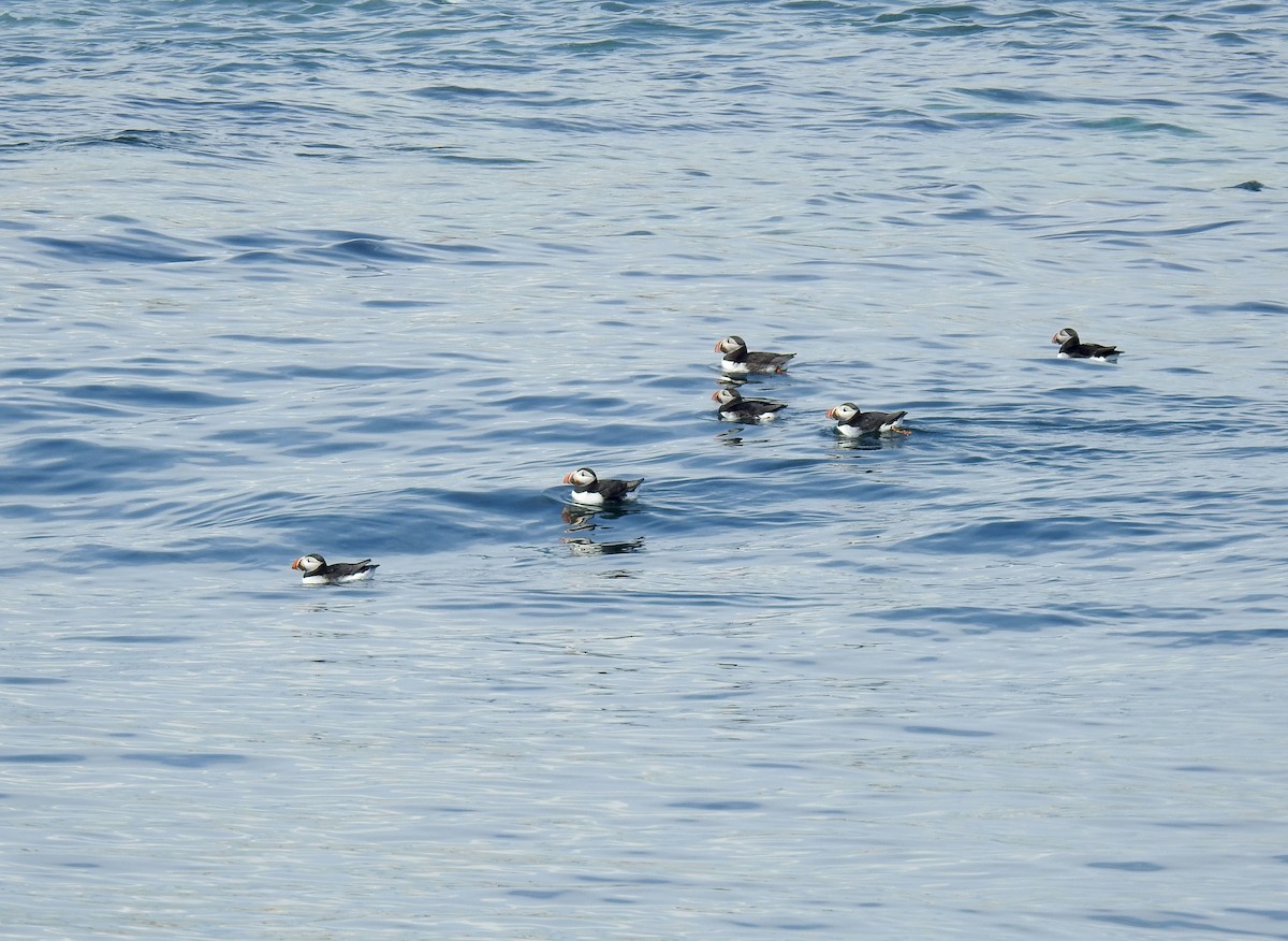 Atlantic Puffin - ML348217281