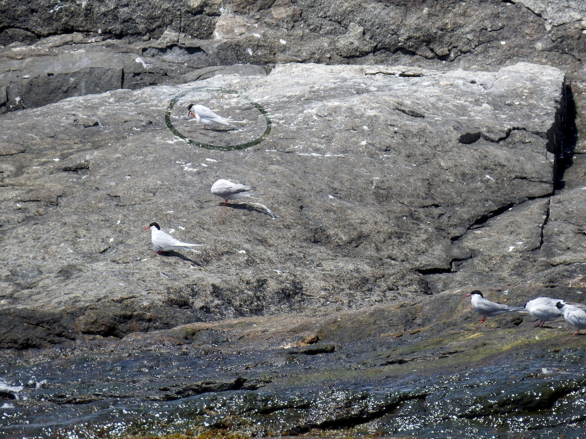 Roseate Tern - ML348217591