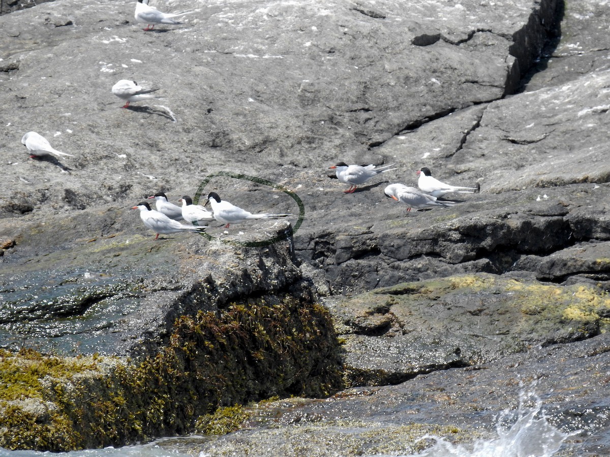 Roseate Tern - Lydia Curtis