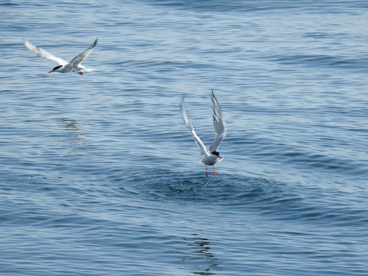 Common Tern - ML348217881