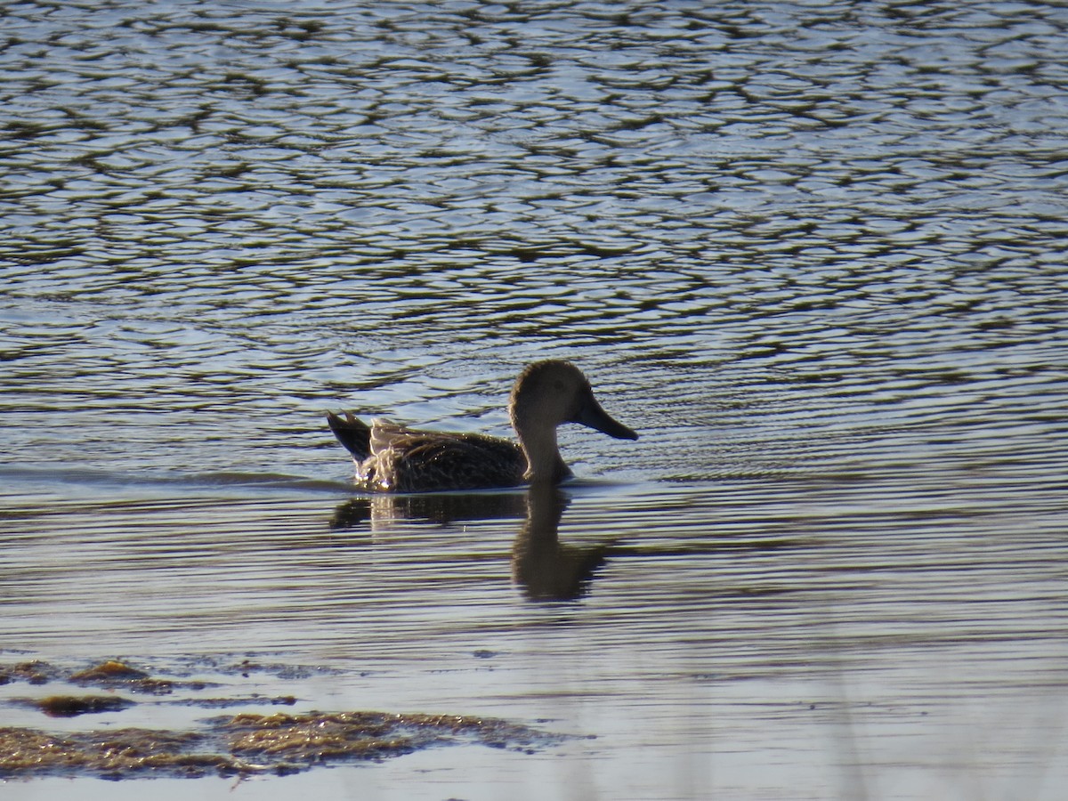 Northern Pintail - ML348218011