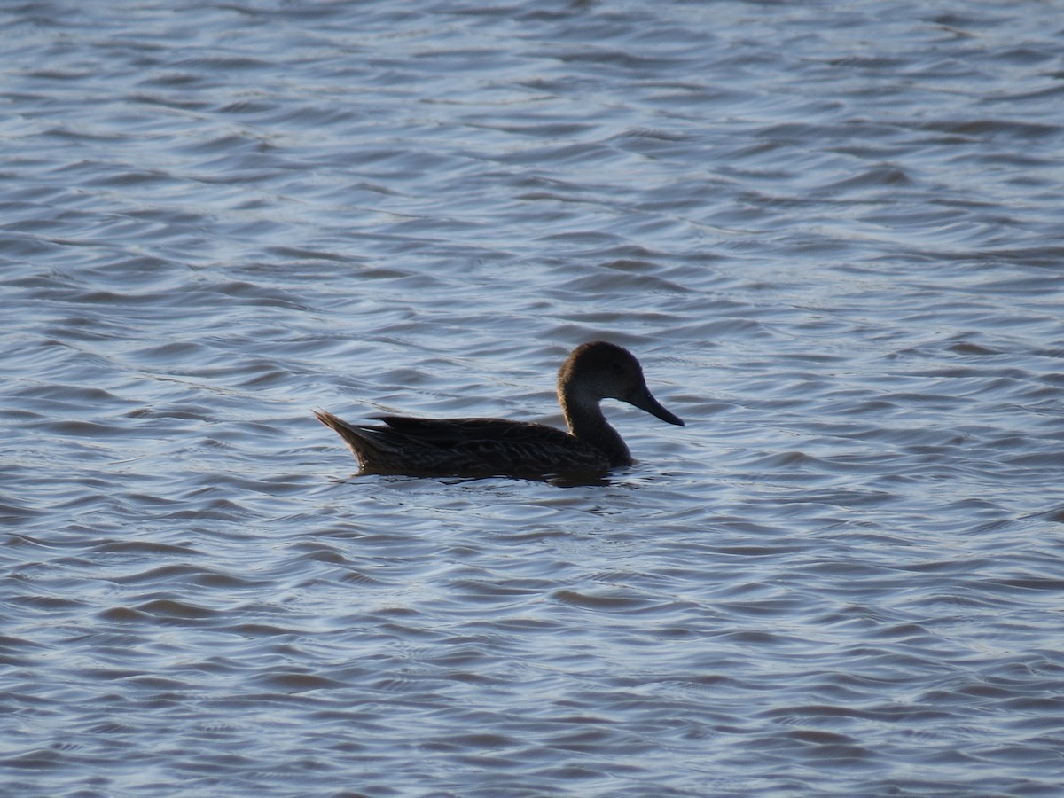 Northern Pintail - ML348218111