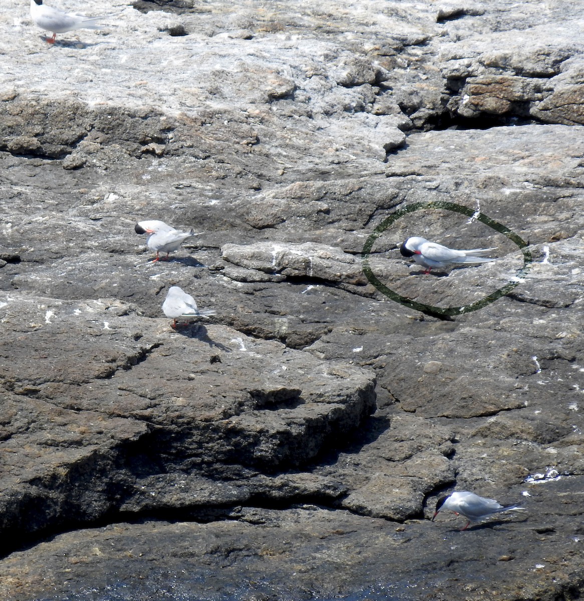 Arctic Tern - ML348218541