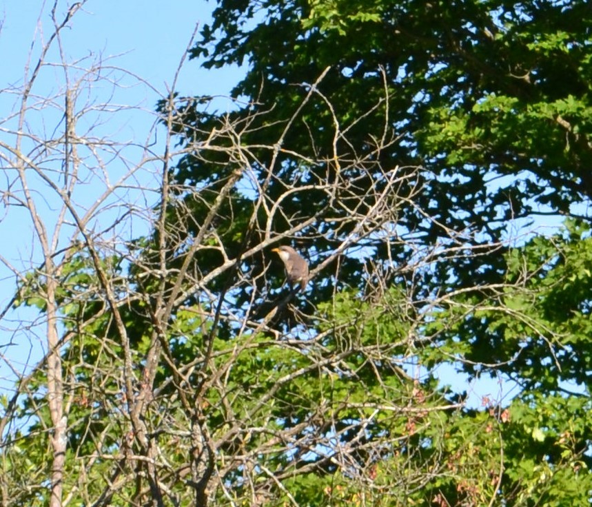 Yellow-billed Cuckoo - ML348218721