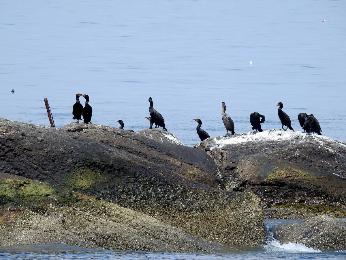 Cormoran à aigrettes - ML348219061