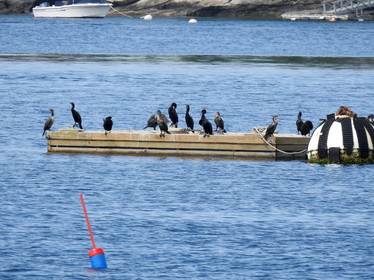 Double-crested Cormorant - ML348219071