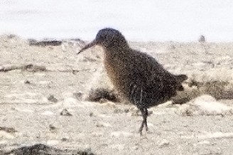 Virginia Rail - ML34822001