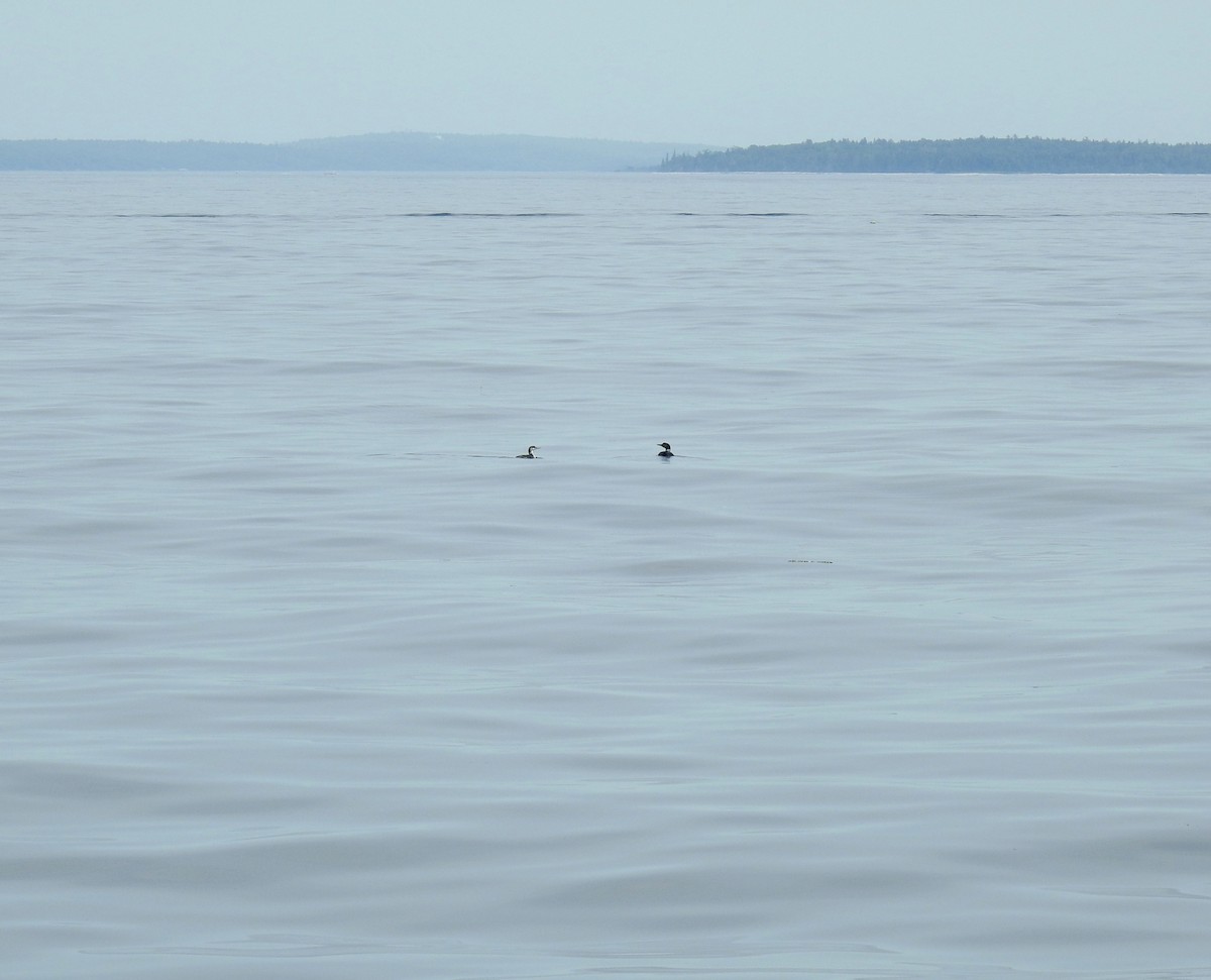 Common Loon - ML348220051