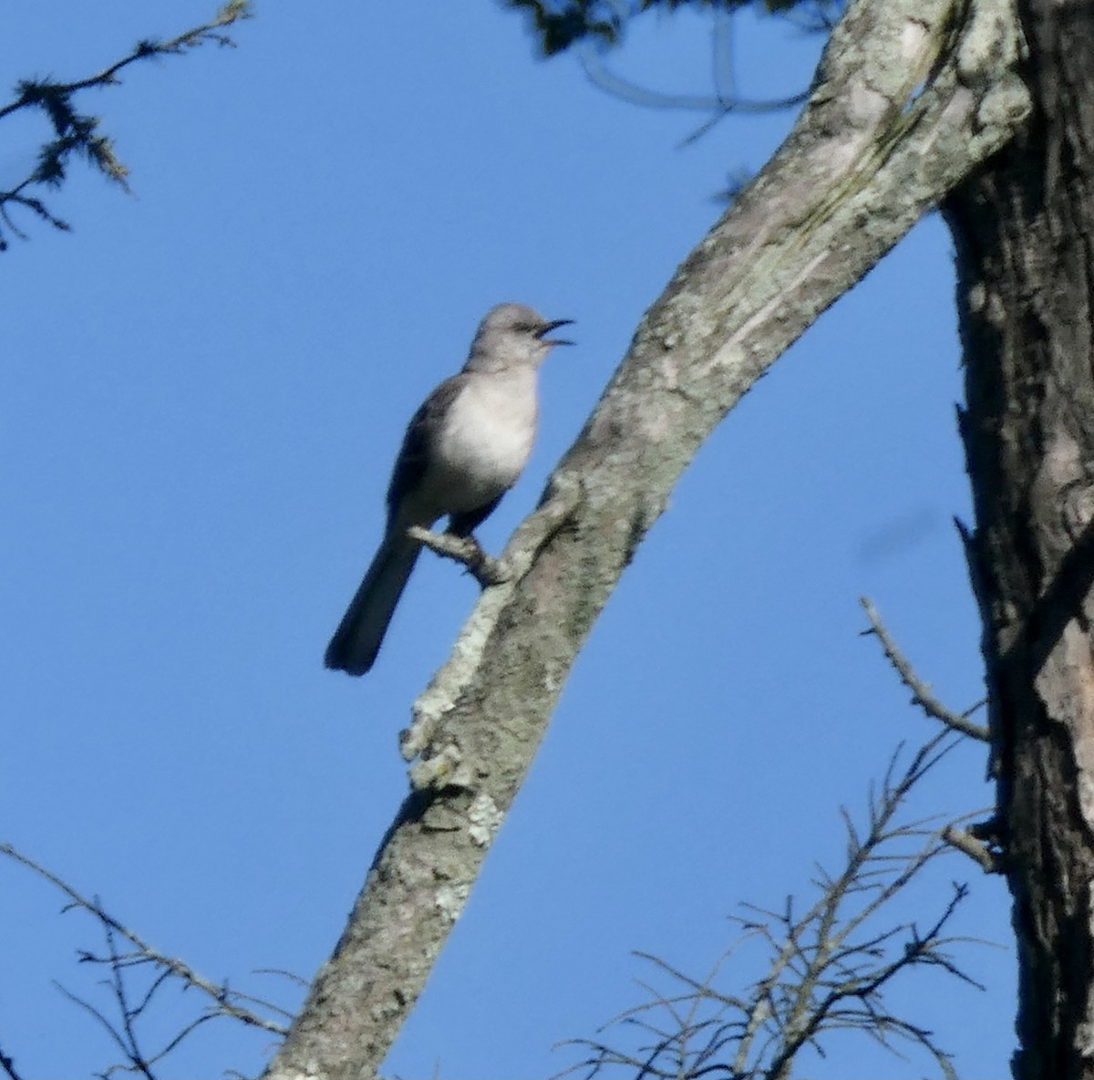 Northern Mockingbird - ML348220351