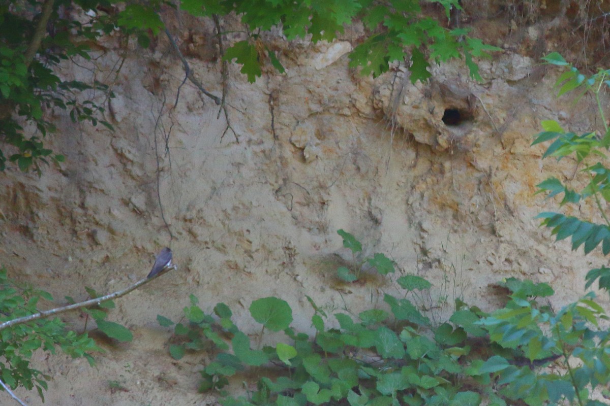 Northern Rough-winged Swallow - Mark Hawryluk