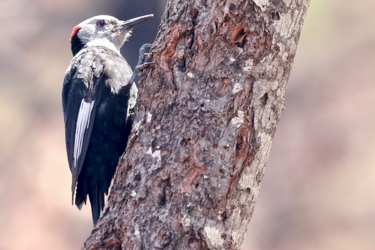 White-headed Woodpecker - ML348221361