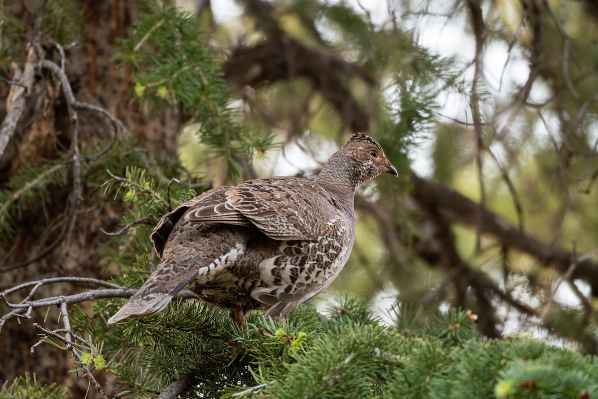 Dusky Grouse - Mike Thompson