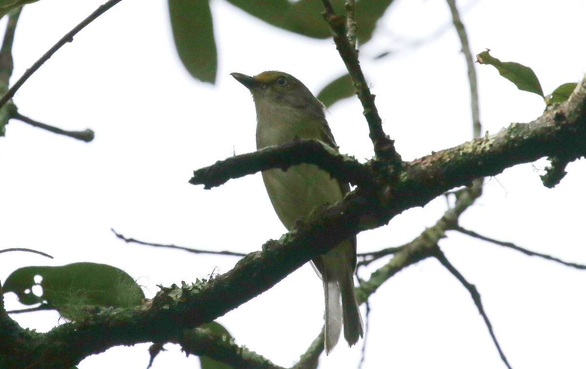 White-eyed Vireo - ML348222231