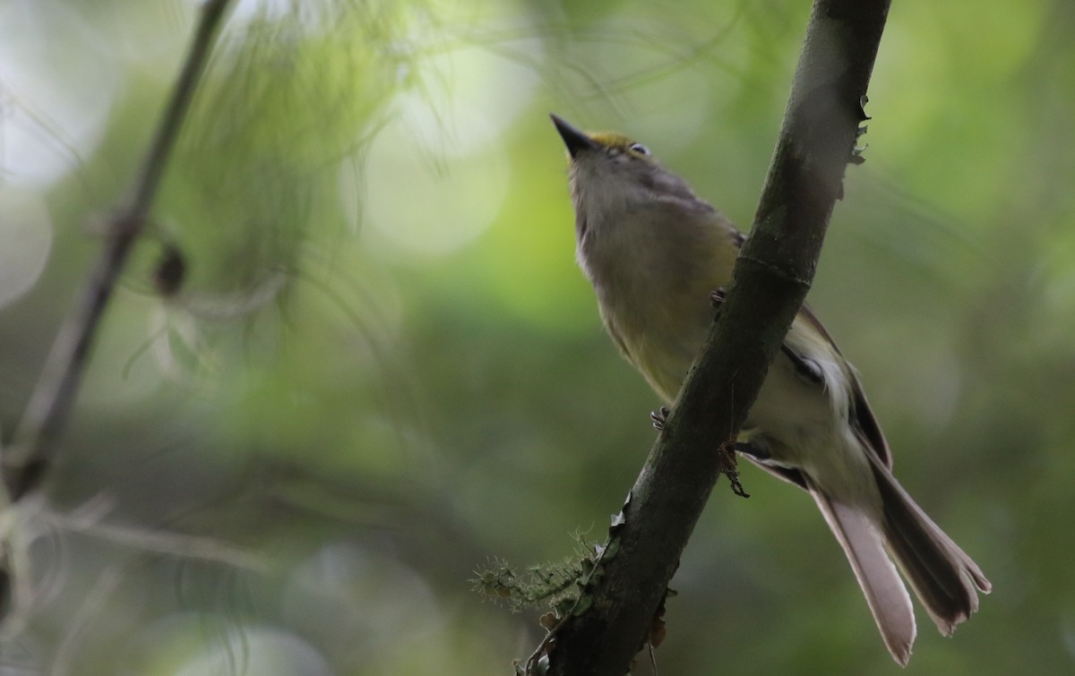 White-eyed Vireo - ML348222341