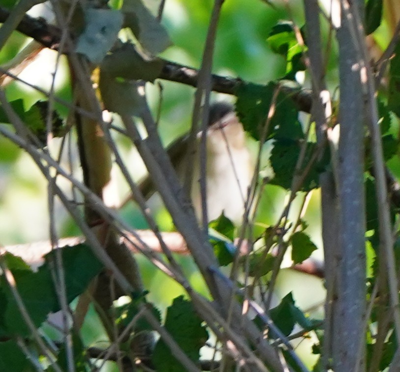 Red-eyed Vireo - ML348222631