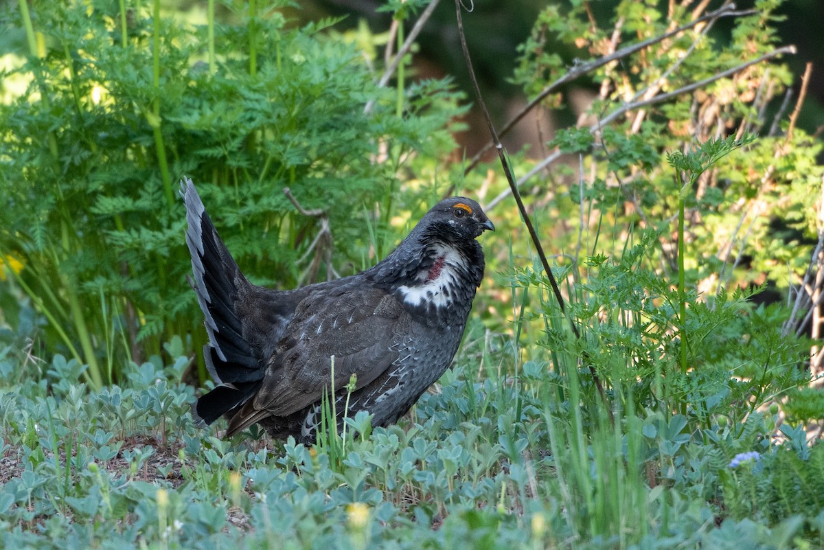 Dusky Grouse - ML348225321