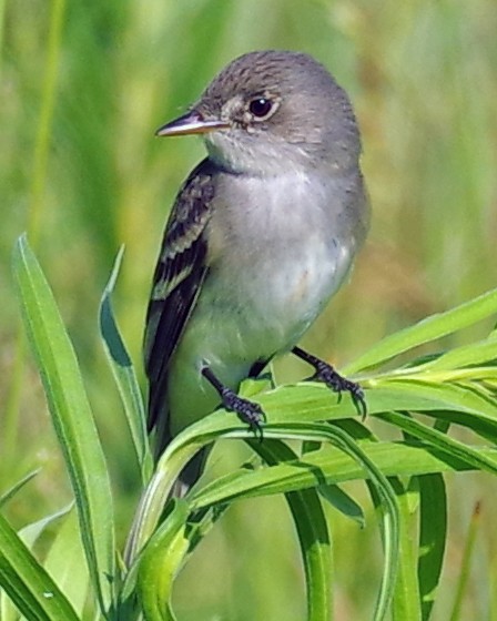 Willow Flycatcher - ML348228101